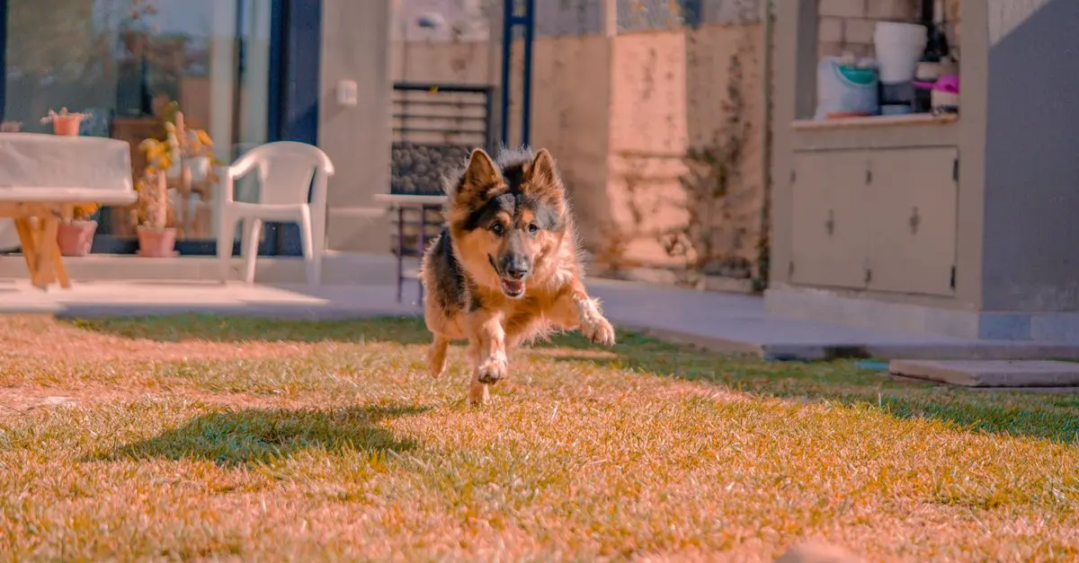 7 Eco-Friendly Tips for a Sustainable Pet-Friendly Home