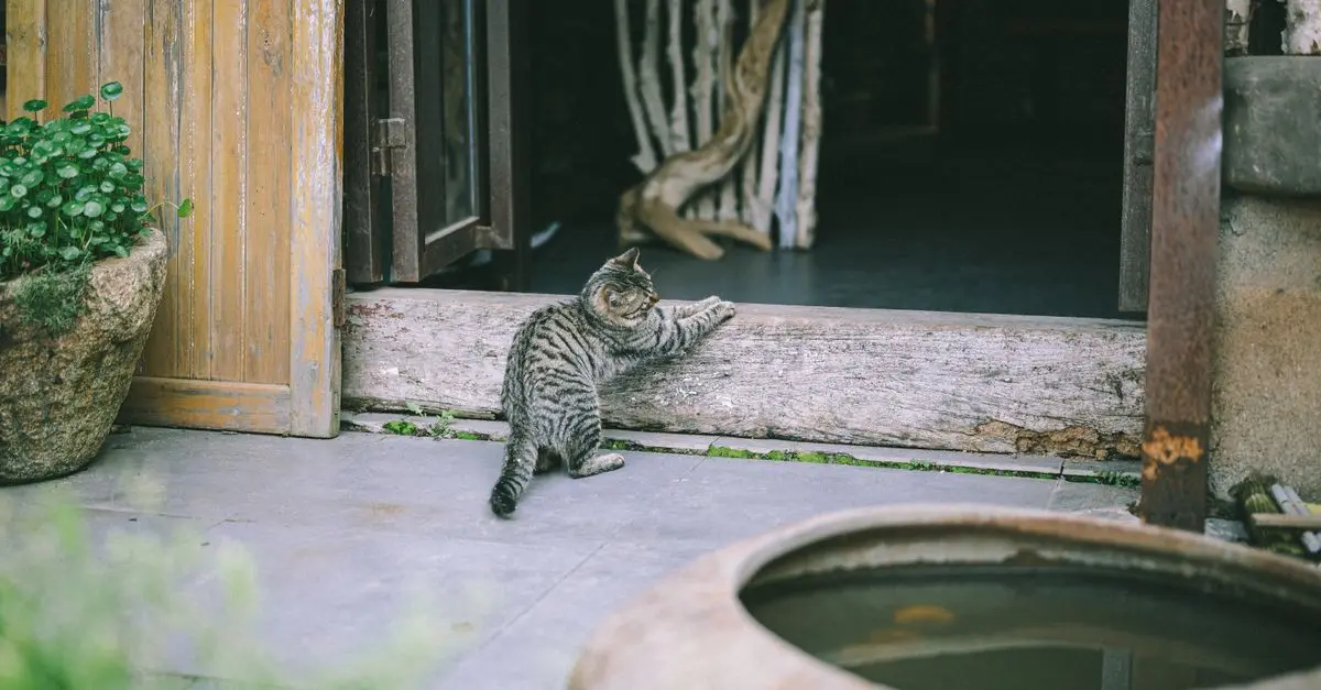 10 Essential Tips for Creating a Cat-Friendly Home