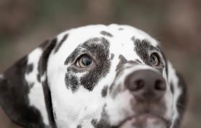 10 Essential Tips for Creating a Pet-Friendly Garden
