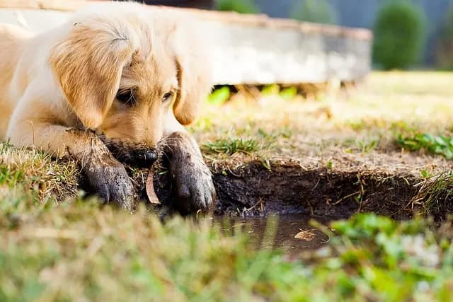 10 Creative Ways to Make Your Garden Pet-Friendly