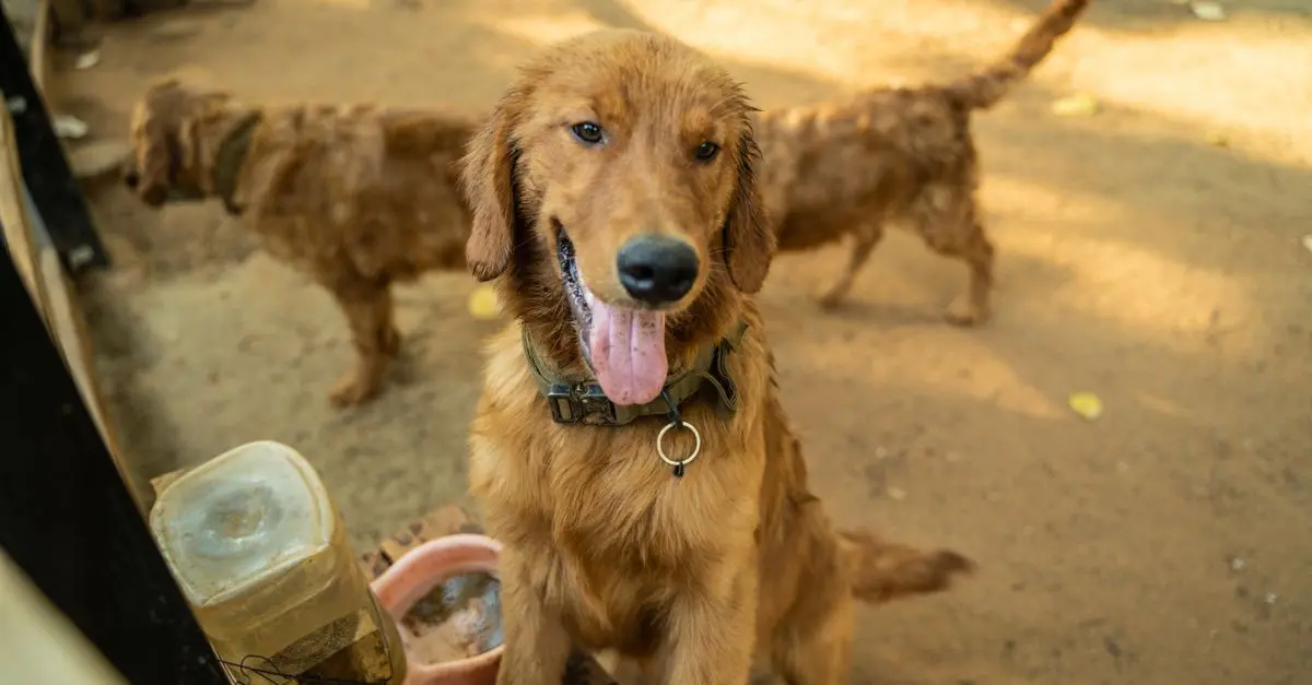 Small Pets vs Big Pets: Lifestyle Considerations