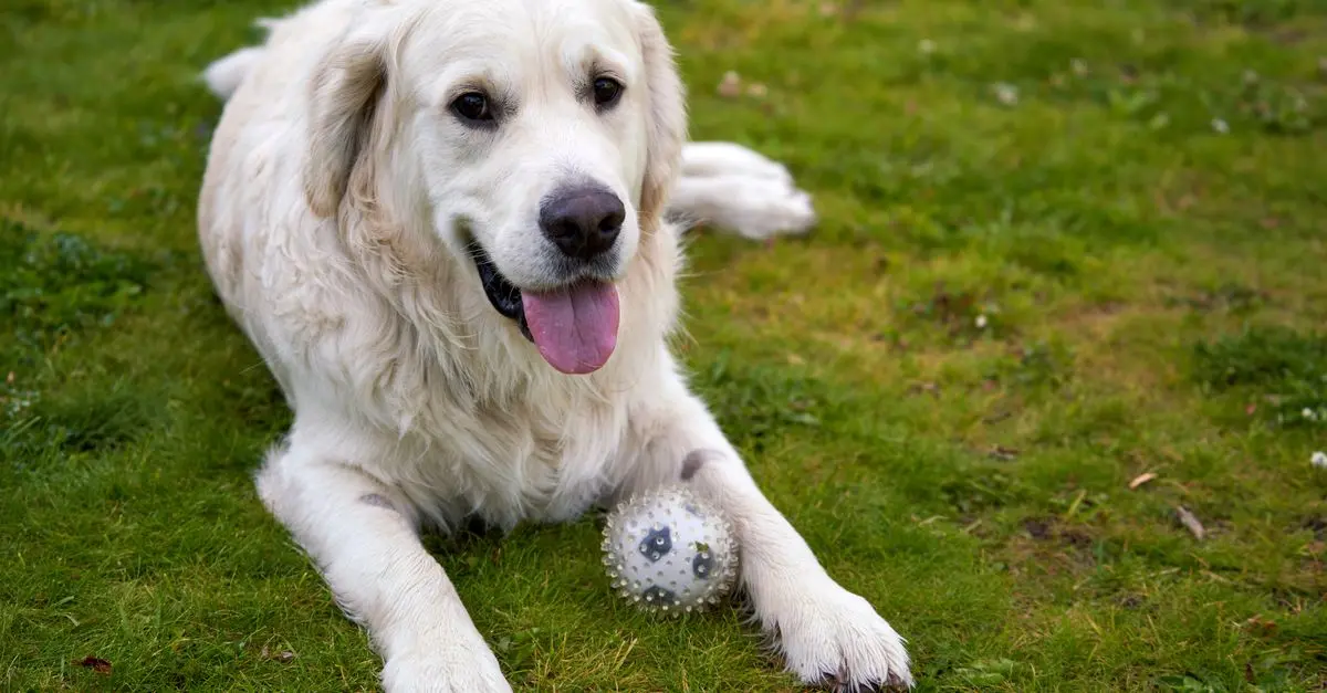 10 Tips for Creating a Safe Pet-Friendly Outdoor Space