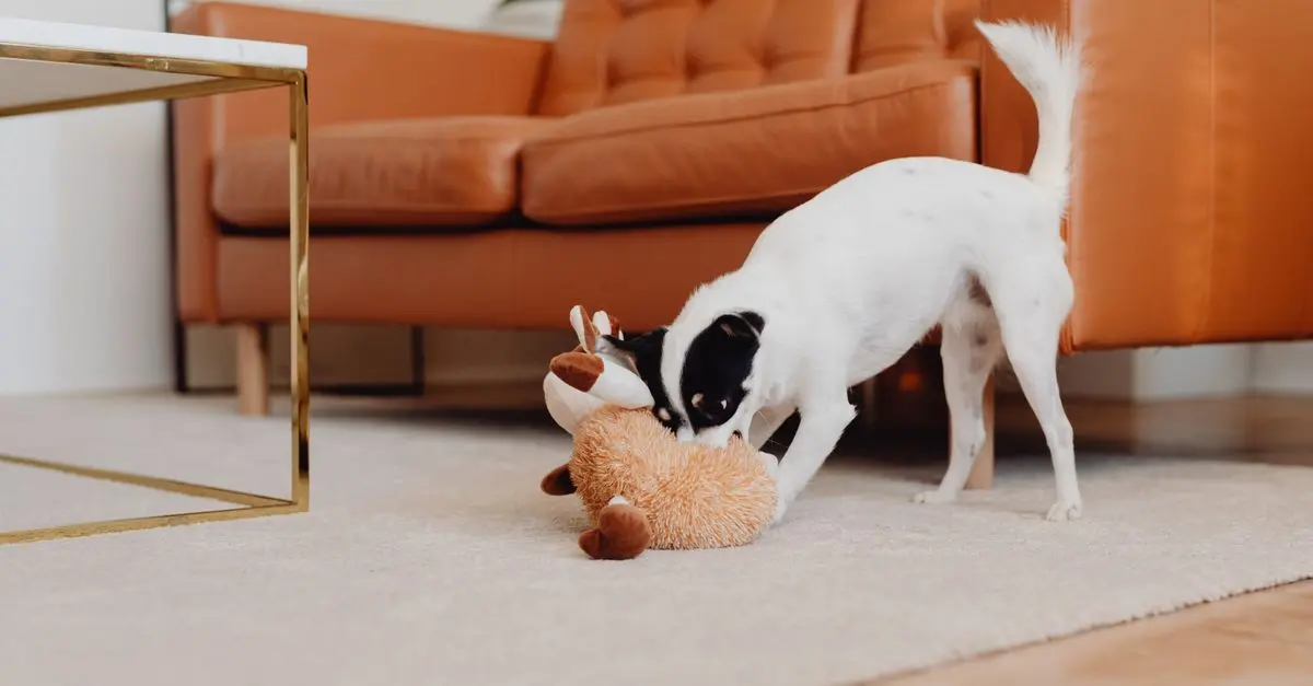 Top 10 Tips for Creating a Pet-Friendly Home
