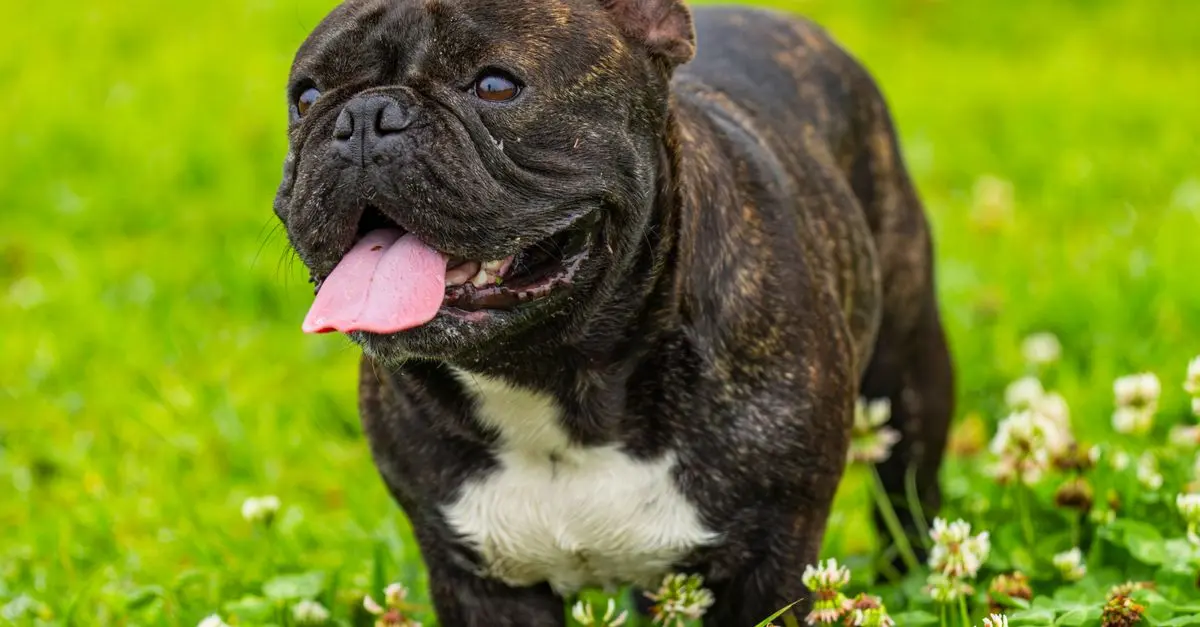 Pet-Friendly Activities: 10 Ideas for You and Your Furry Friend