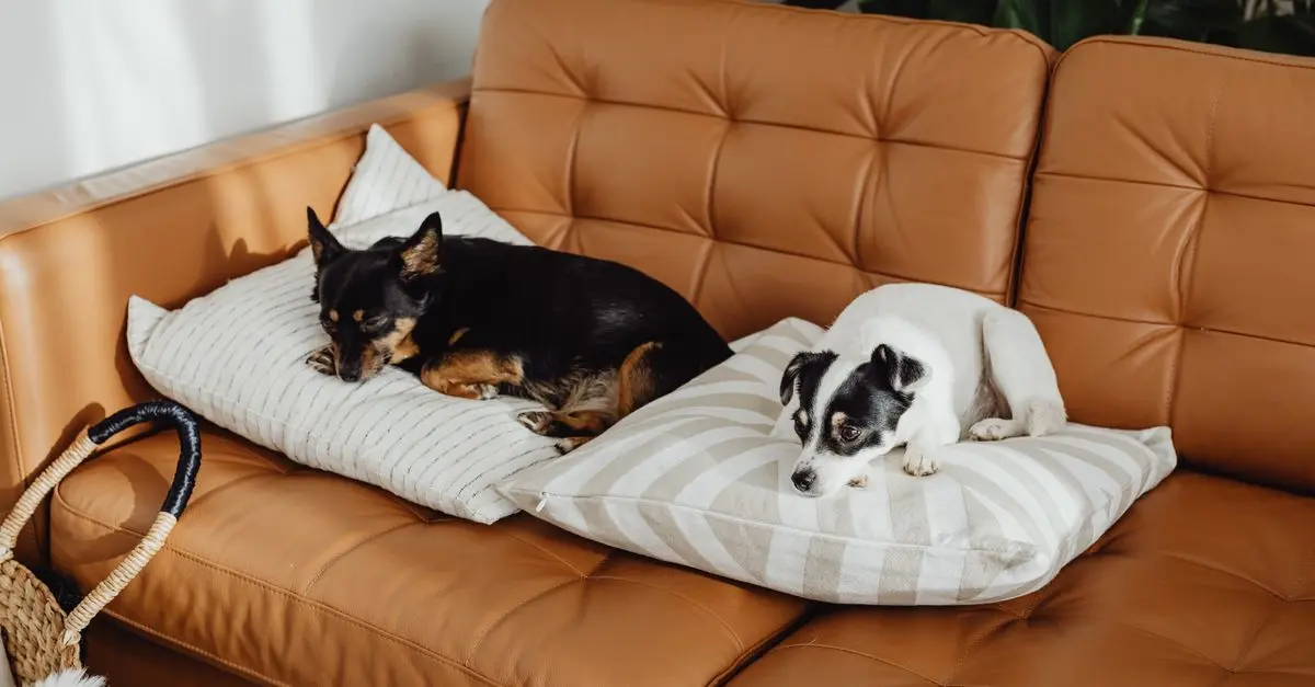 10 Essential Tips for Creating a Pet-Friendly Home Office