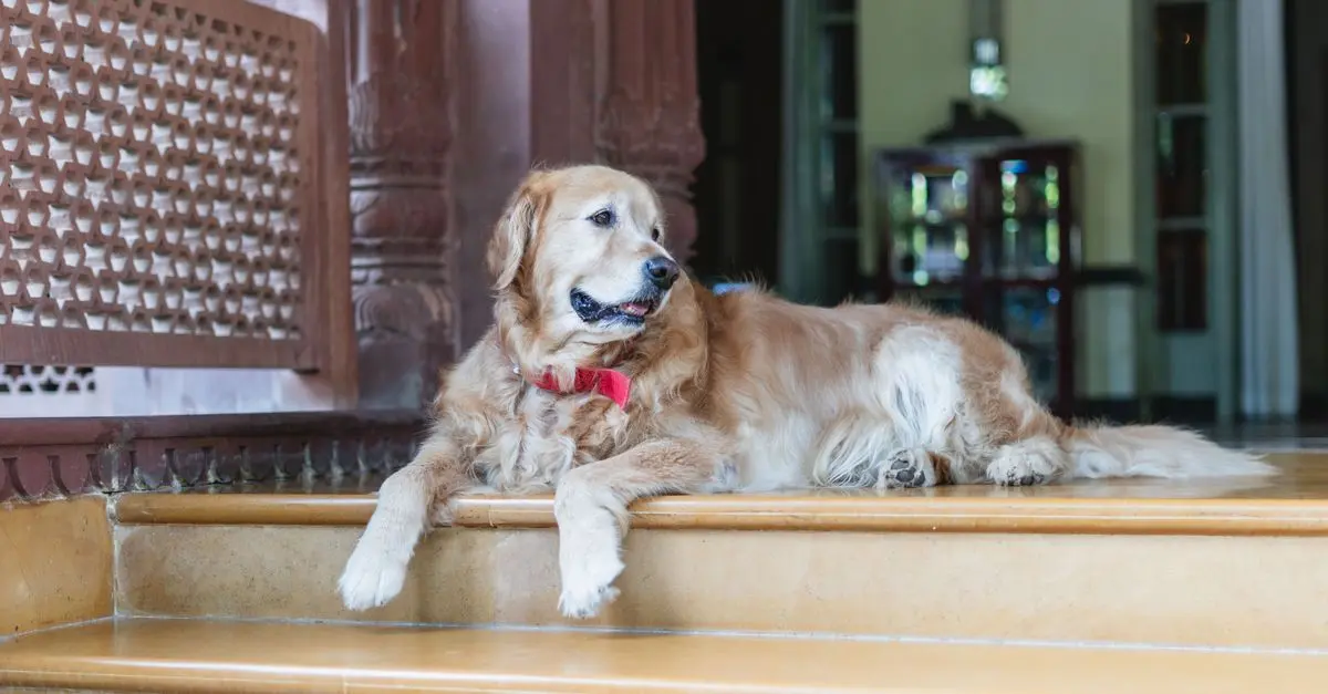 Top 10 Pet-Friendly Accommodations in the UK