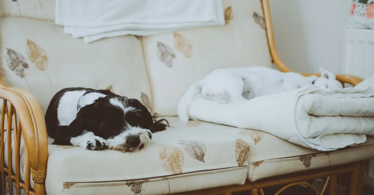 10 Essential Tips for Pet-Proofing Your Home Effectively