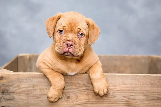 10 Essential Tips for Creating a Pet-Friendly Garden