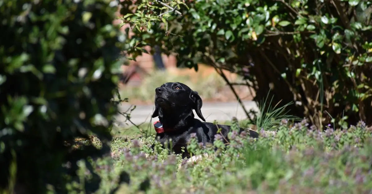 5 Essential Tips for Creating a Pet-Friendly Outdoor Oasis