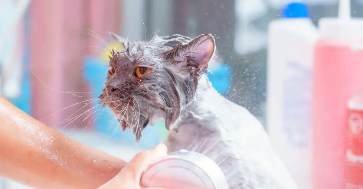 Essential Tips for Creating a Pet-Friendly Bathroom
