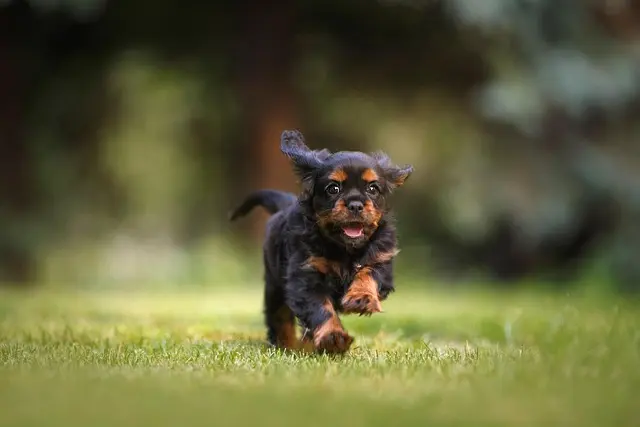 10 Top Tips for Creating a Pet-Friendly Outdoor Space