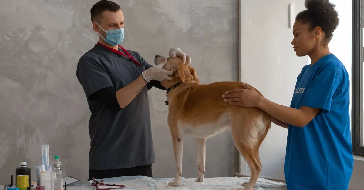 The Ultimate Guide to Pet Vaccinations