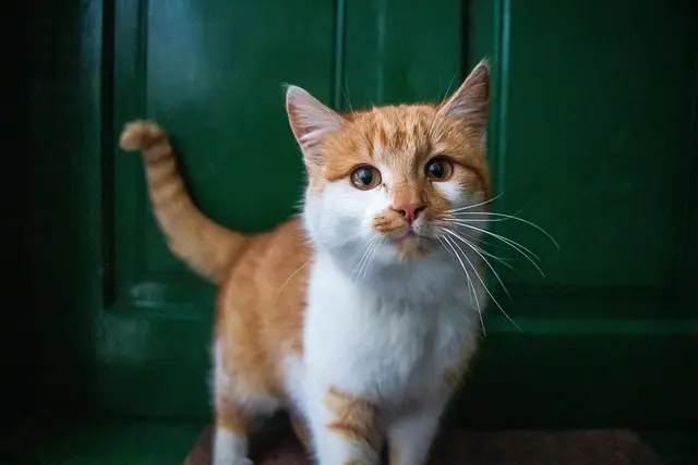 Top 10 Tips for Pet-Friendly Winter Care