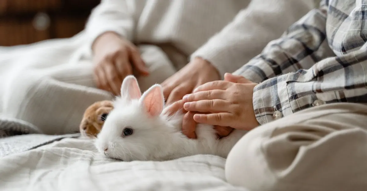 Essential Tips for Pet-Friendly Winter Care