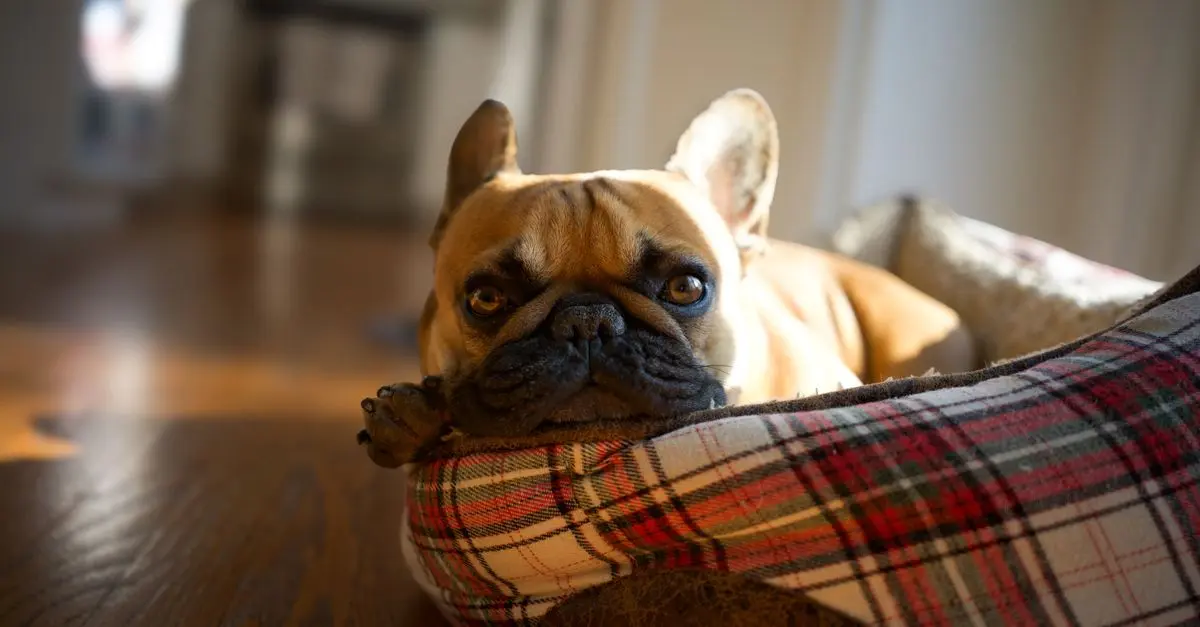 10 Essential Tips for a Pet-Friendly Bathroom