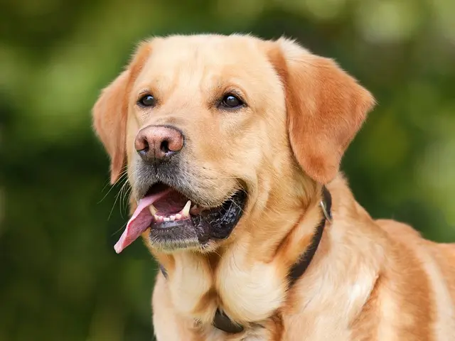 10 Essential Tips for Pet-Friendly Home Maintenance