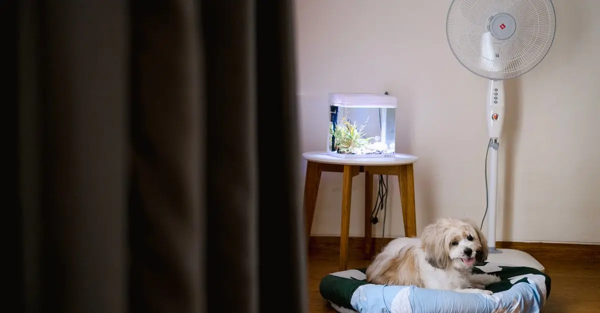How to Create a Pet-Friendly Workspace in Your Home