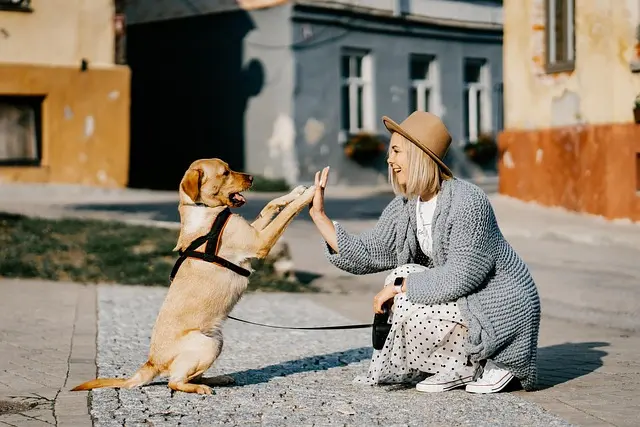 10 Essential Tips for Pet-Friendly Travel with Your Pets