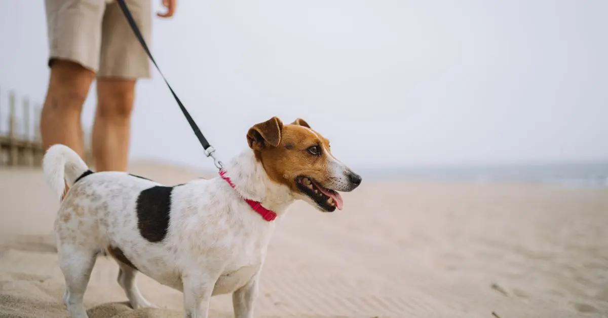 Top 10 Tips for Pet-Friendly Travel