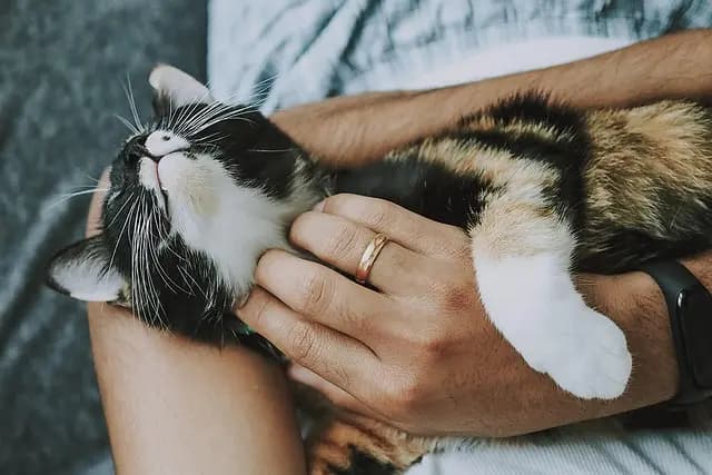 10 Tips for Introducing a New Pet Safely