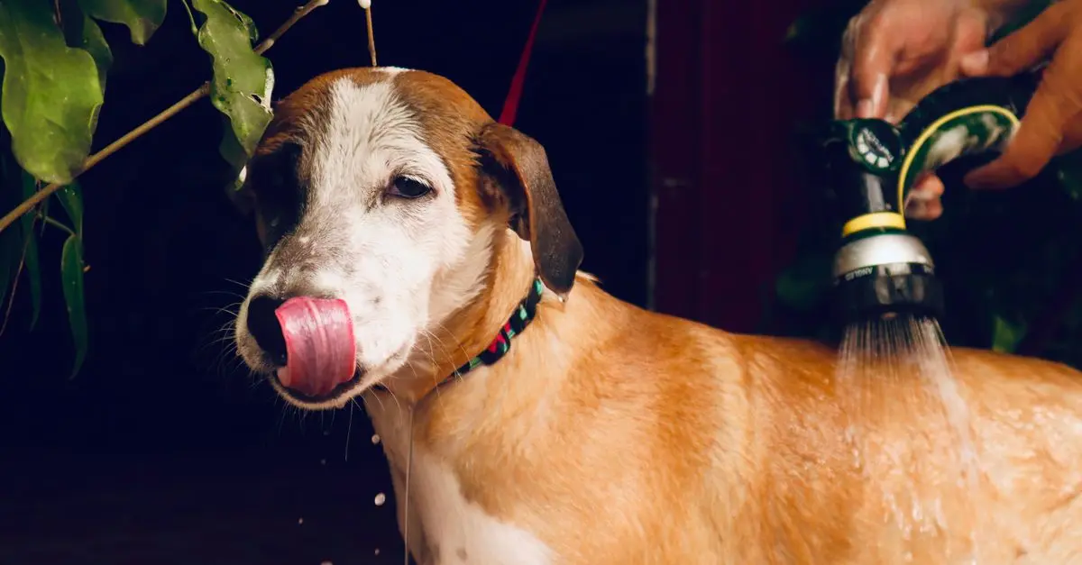10 Essential Tips for Pet-Friendly Home Maintenance