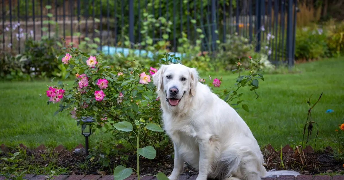 How to Create a Pet-Friendly Garden