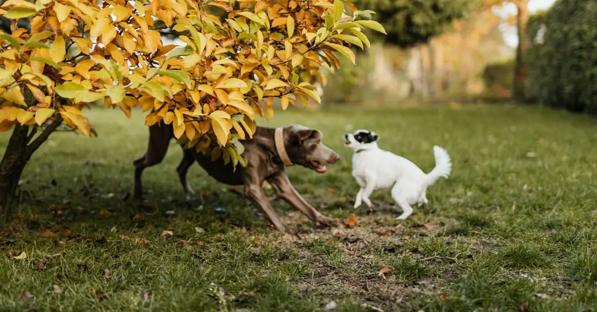 10 Essential Tips for Designing a Pet-Friendly Outdoor Space