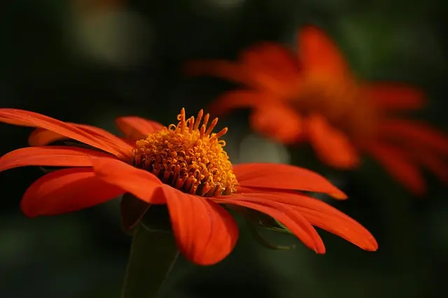 10 Essential Tips for Creating a Pet-Friendly Garden