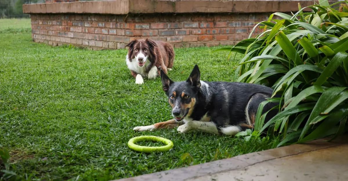 10 Essential Tips for Pet-Friendly Outdoor Spaces