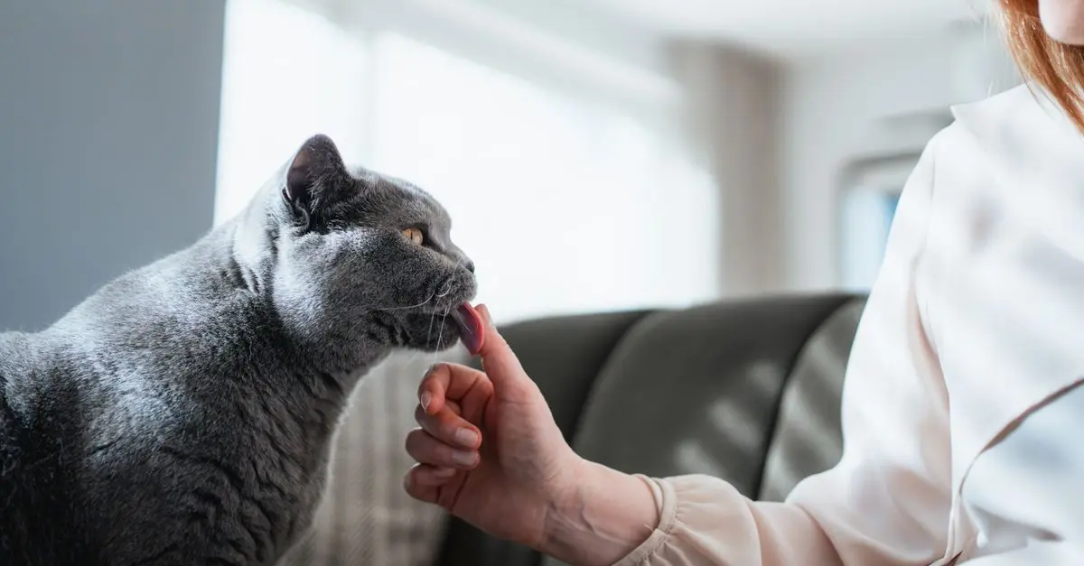 The Essential Guide to Pet-Friendly Gardening Techniques