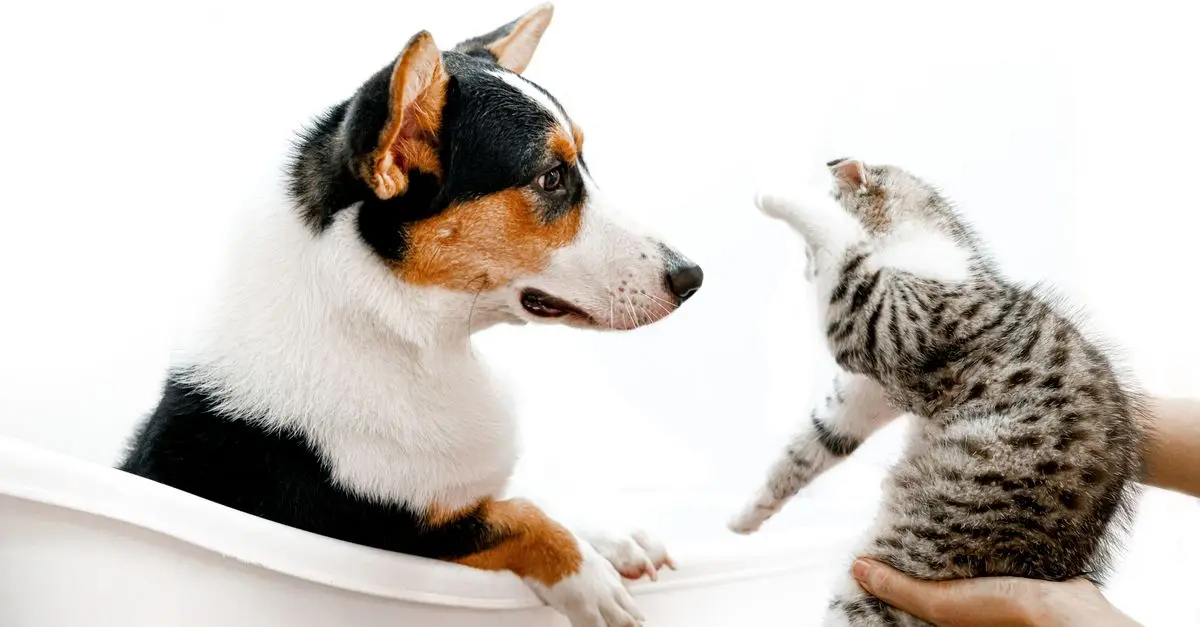 How to Choose the Perfect Pet Sitter