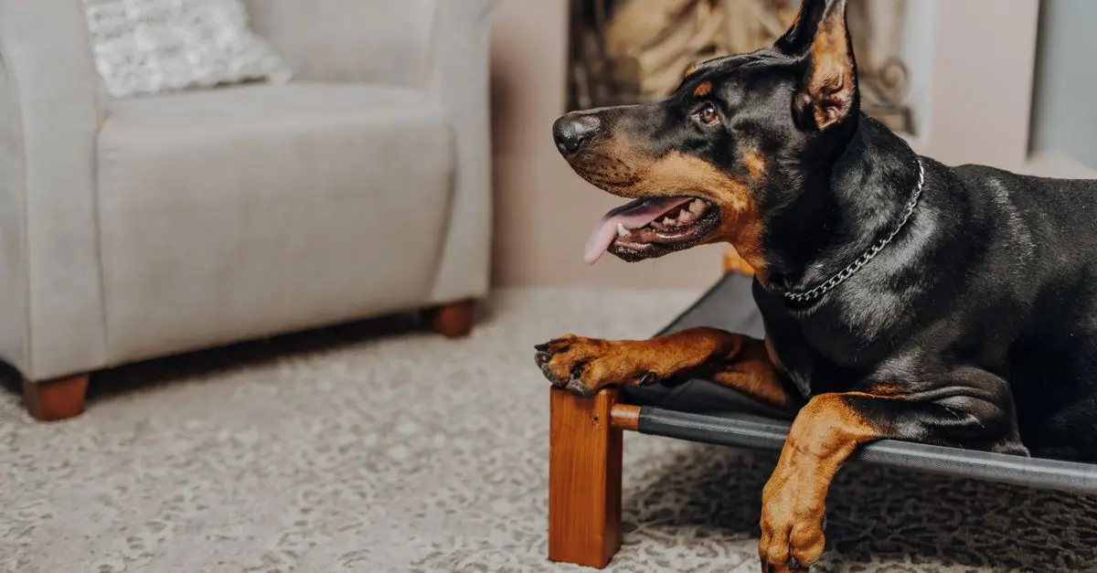 Top 10 Tips for Ensuring Your Home is Pet-Friendly