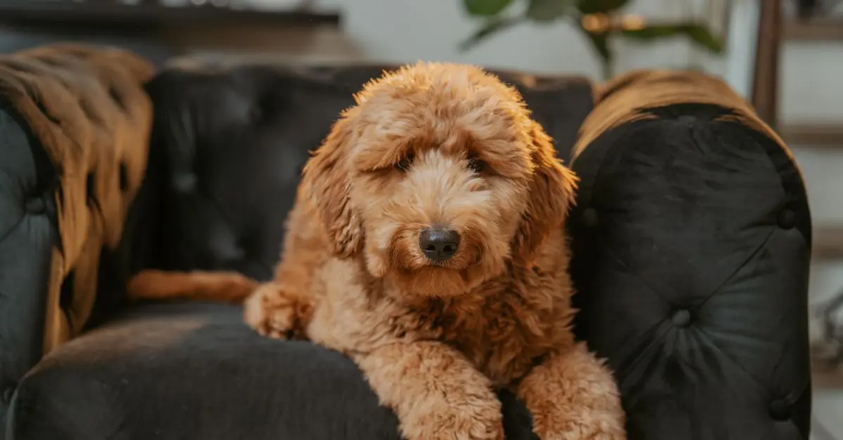 10 Essential Tips for Pet-Friendly Home Decor