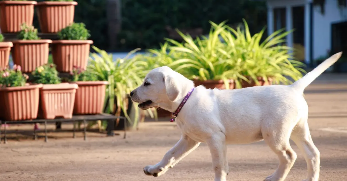 Top 10 Tips for Keeping Your Garden Pet-Friendly