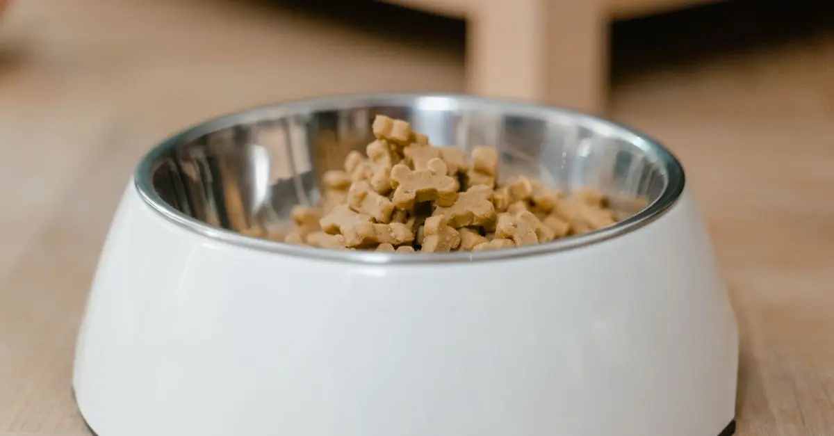 10 Essential Tips for a Safe Pet-Friendly Kitchen
