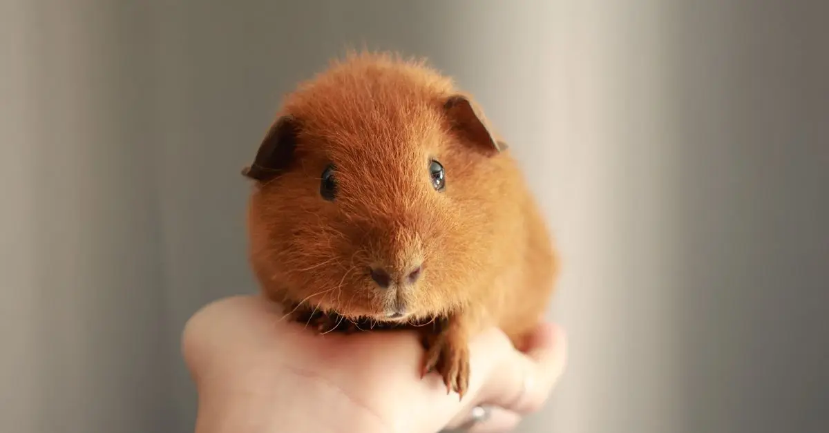 Essential Tips for Pet-Friendly Home Cleaning