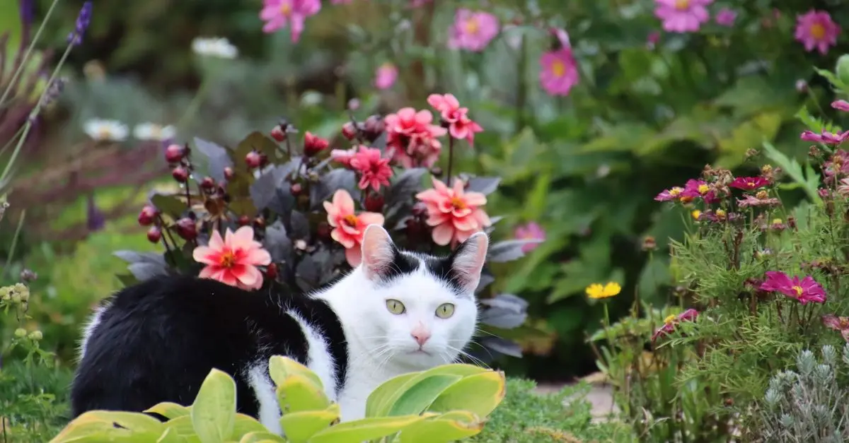 Top 10 Tips for a Safe and Enjoyable Pet-Friendly Garden