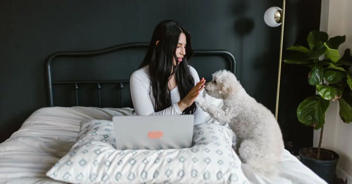 How to Set Up a Pet-Friendly Office Space