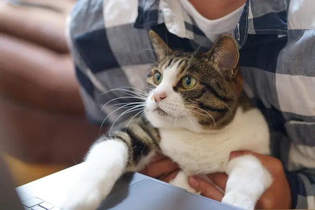 10 Essential Tips for a Pet-Friendly Office Space