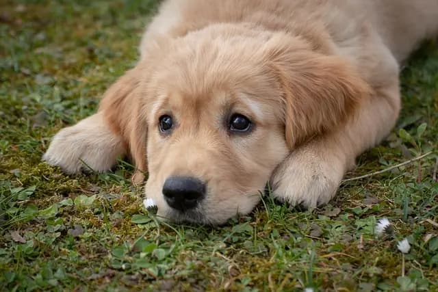 10 Tips for Making Your Garden Pet-Friendly