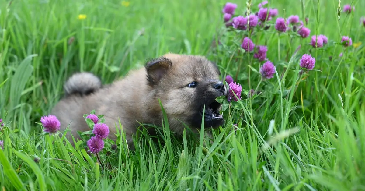 Top Tips for Creating a Pet-Friendly Garden Space