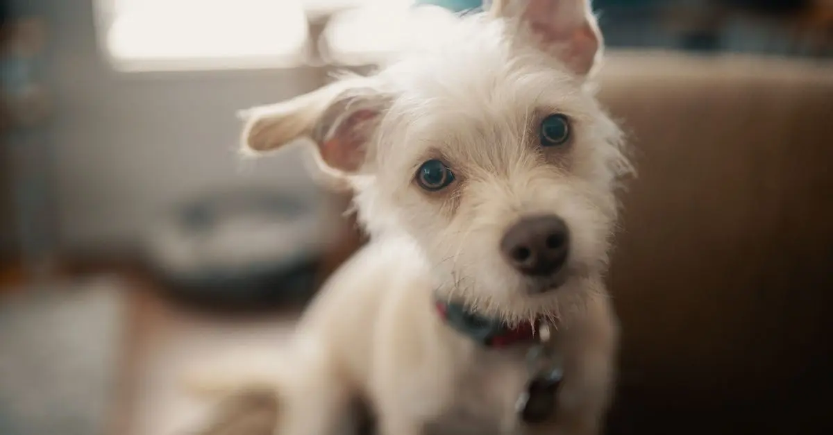 10 Essential Tips for a Safe Pet-Friendly Home