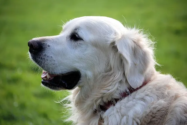 How to Create a Pet-Friendly Outdoor Space for Your Home