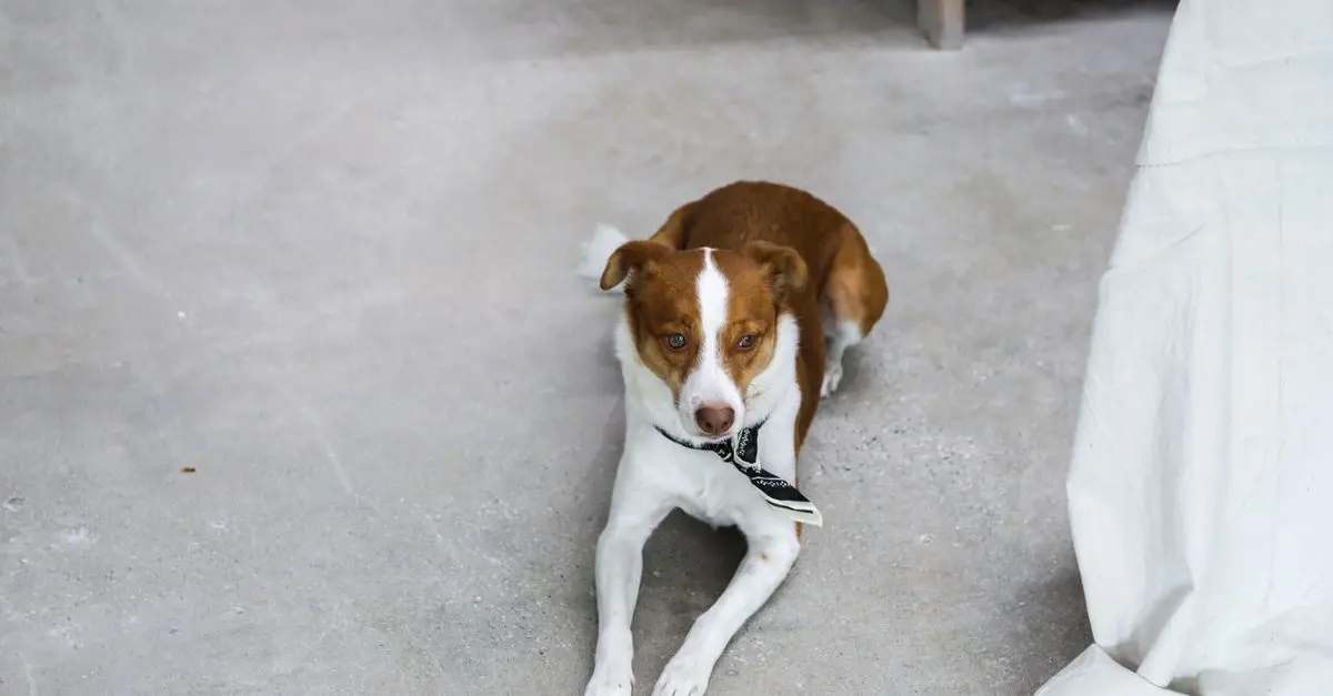 10 Essential Tips for Choosing Pet-Friendly Flooring