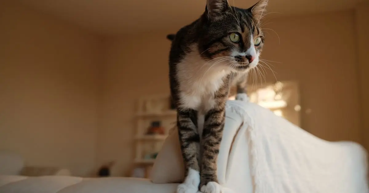 10 Essential Tips for Pet-Friendly Home Decor