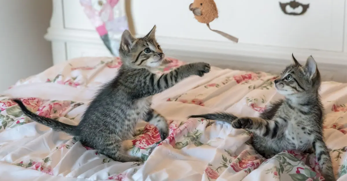 Top 10 Essential Tips for a Pet-Friendly Home Environment