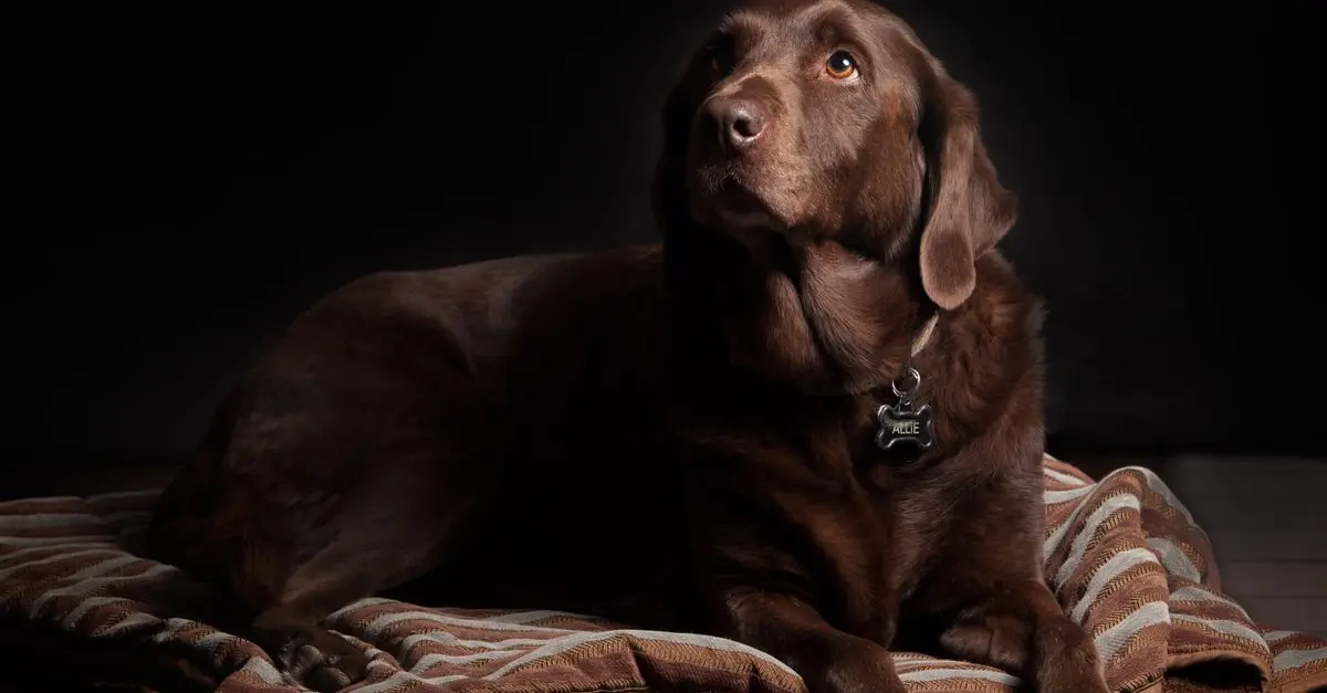 How to Choose the Best Pet-Friendly Cleaning Products