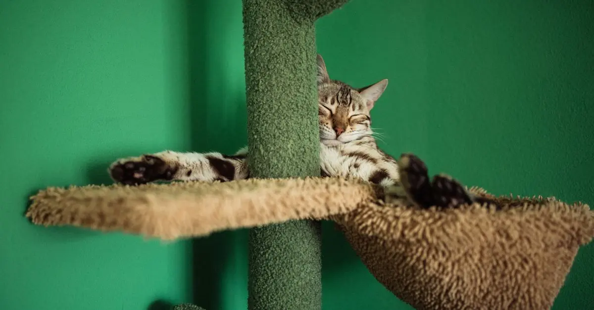 How to Create a Pet-Friendly Environment at Home
