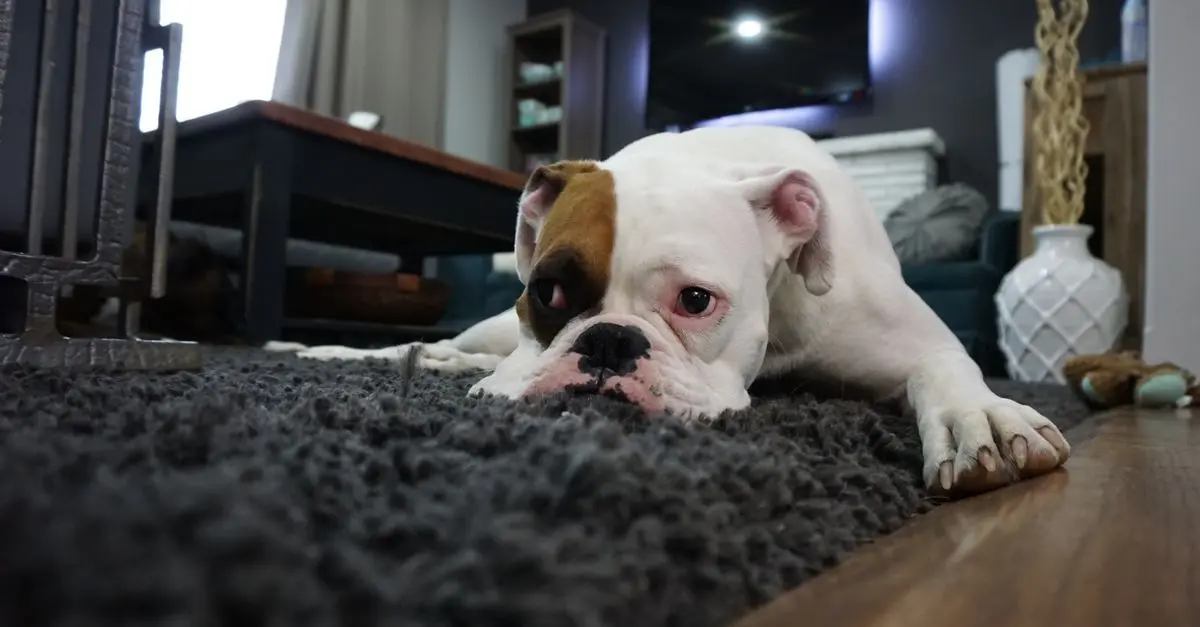 5 Essential Tips for Pet-Friendly Home Renovations