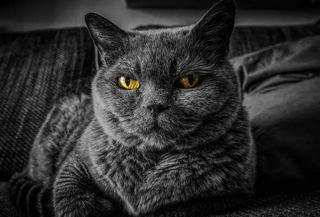 How to Prepare Your Home for a New Pet
